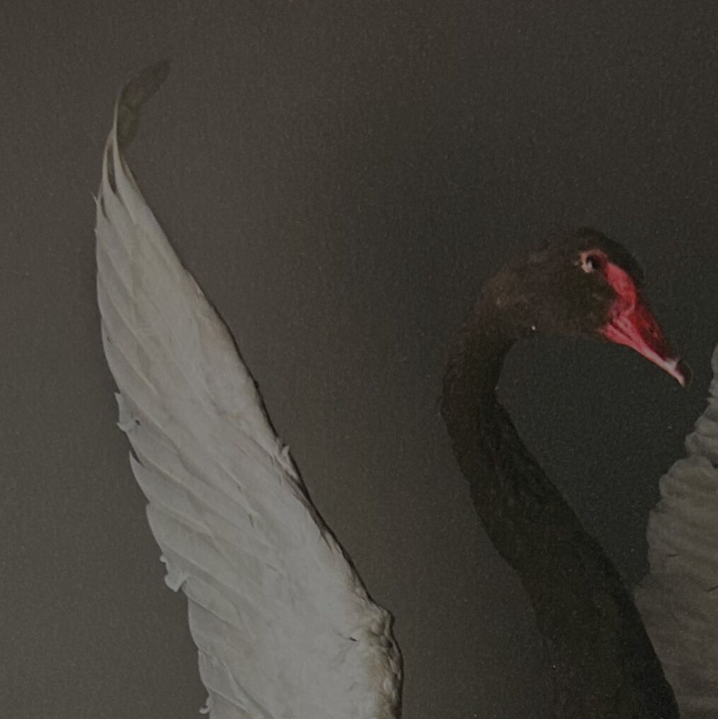 Louise te Poele - 'Zwart witte zwaan' - piëzografie - detail zwaan